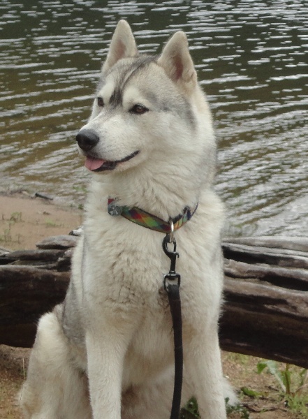 Uron's Wolf eska